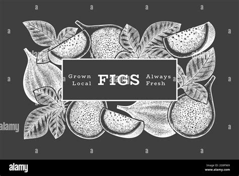 Hand drawn fig fruits design template. Organic fresh food vector illustration on chalk board ...