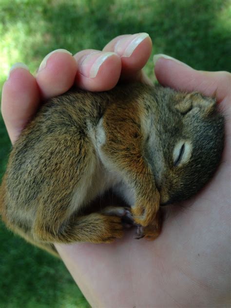 Baby squirrel sleeping | Baby squirrel, Sleeping animals, Animal pictures