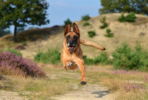 Dog Meaning and Dog Symbolism on Whats-Your-Sign