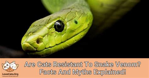 Are Cats Resistant To Snake Venom? Facts And Myths Explained ...