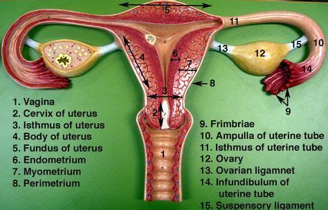 labeled female anatomy model - Google Search | Female reproductive ...