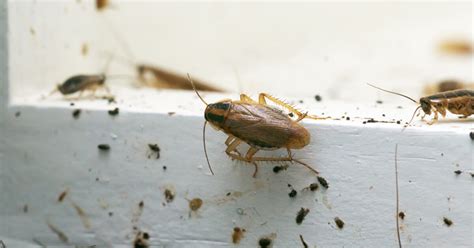 How To Get Rid Of Roaches In Kitchen Drawers | Wow Blog