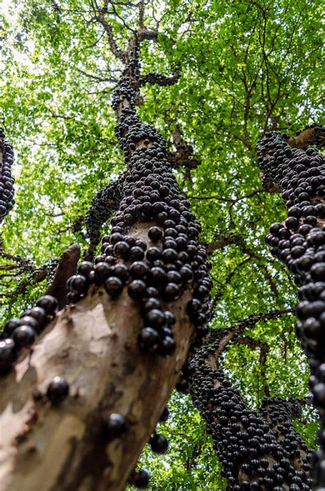 Jabuticaba: The Tree That Bear Fruits on its Trunk | Amusing Planet