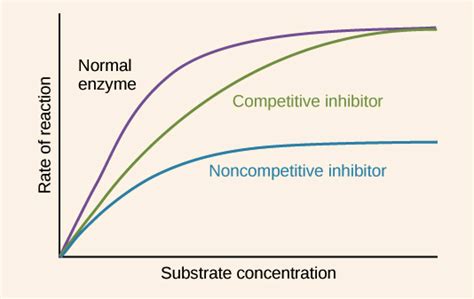 Enzyme Substrate Concentration Graph