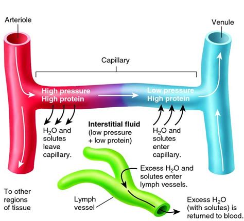 interstitial fluid - Google Search | Lymph vessels, Cardiovascular system, Fluid