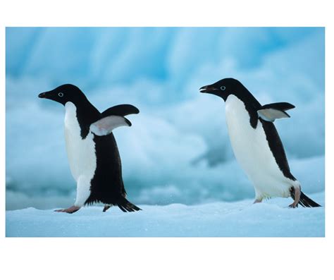 10 Fun Penguin Facts | I Love Penguins