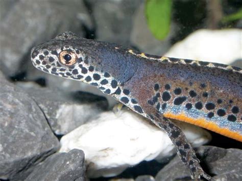 Keeping Alpine Newts - Reptiles Magazine