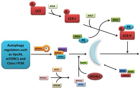 Cells | Free Full-Text | The Role of Autophagy in Crohn’s Disease