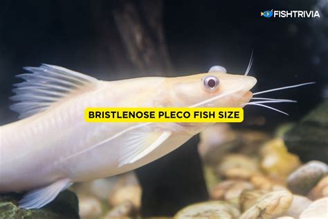 Bristlenose Pleco Size: How Big Do Bristlenose Plecos Get? | FishTrivia