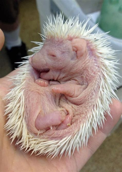 A newborn hedgehog resting in human hands. SWEET! | Cute baby animals ...