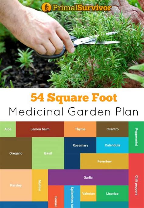 54 Square Foot Medicinal Garden Plan