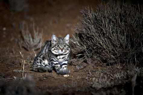 Gyra - World's Deadliest Cat | Big cats, Cats, Black footed cat