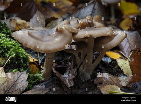 The Clustered Domecap (Lyophyllum decastes) is an edible mushroom , an intresting photo Stock ...