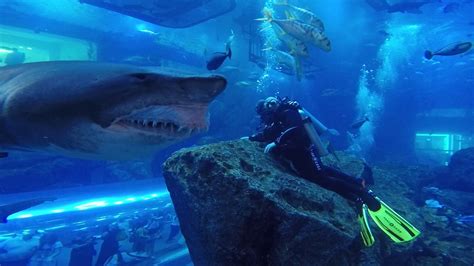 Shark Dive Dubai Aquarium - Close Encounter - YouTube