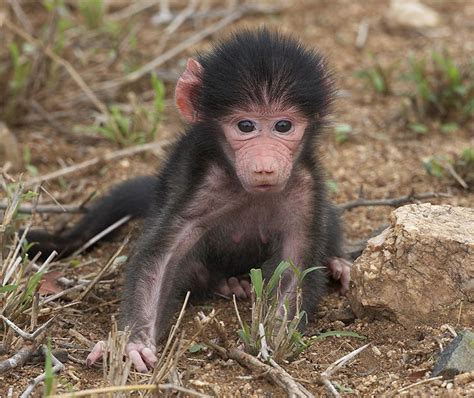 Baby Baboon in Krueger National Park | Baboon, Animal pictures, Baby ...