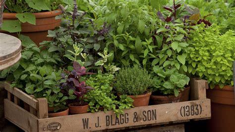 Herb garden: planting ideas and advice on how to grow herbs | Real Homes