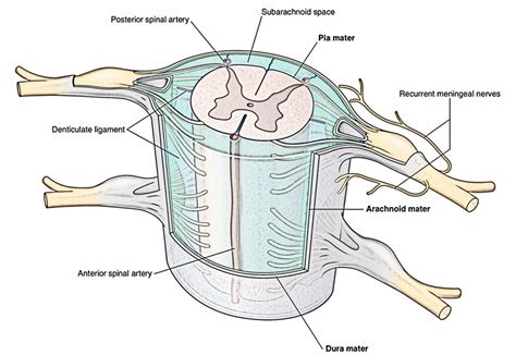 Spinal Meninges – Earth's Lab