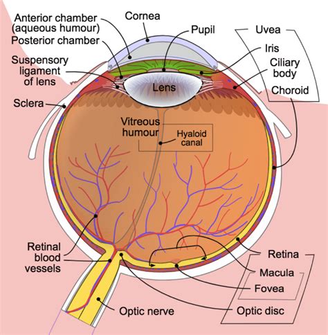 Eye Anatomy