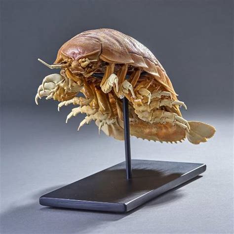 Giant Isopod Bathynomus Giganteus - Dec 03, 2022 | Ancient Objects in RI