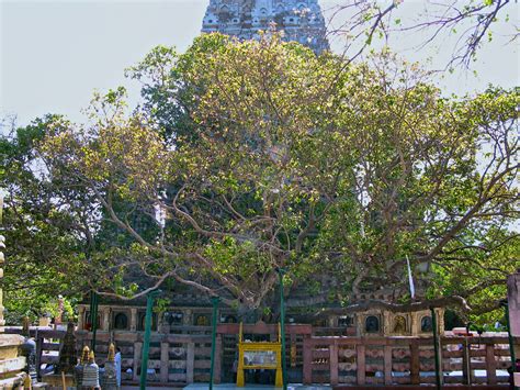 The Bodhi Tree. The Holy Tree of Enlightment