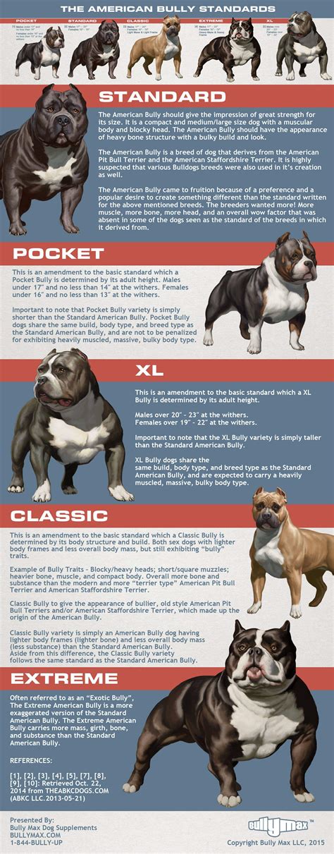 5 Types of American Bully - (Sizes, Body & Head) ⋆ American Bully Daily