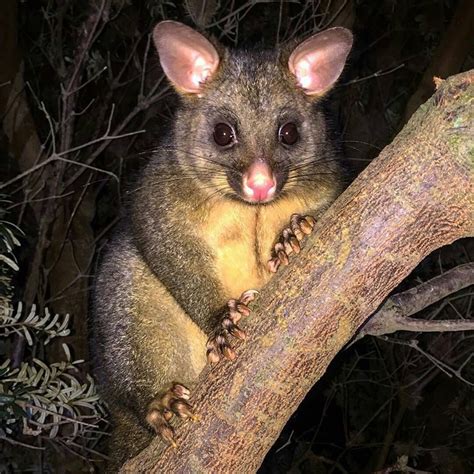 A friendly Brush Tailed Possum at Nubeena | Australian animals, Animals beautiful, Cute animals