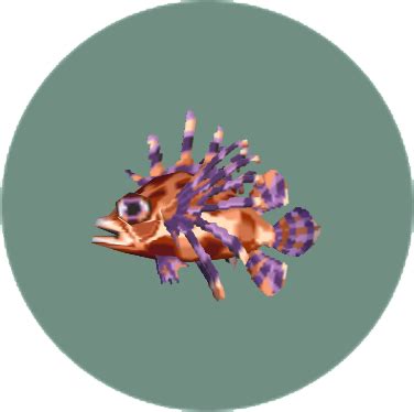 Zebra turkeyfish | Animal Crossing Wiki | FANDOM powered by Wikia