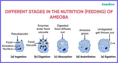 Nutrition In Amoeba - Process Of Holozoic Mode Of Nutrition (Diagram)