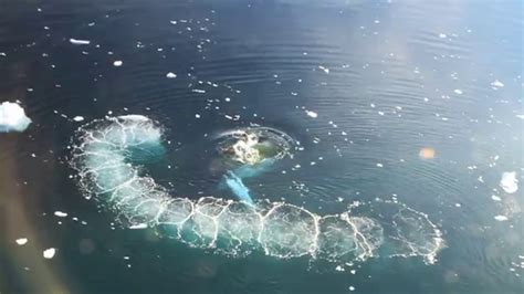 Humpback whale bubble-net feeding off Anvers Island, Antarctica - YouTube