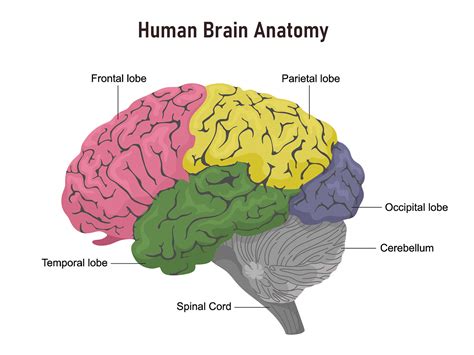 Brain Anatomy and How the Brain Works | Johns Hopkins Medicine