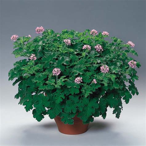 Pelargonium 'Attar of Roses' ~ an old variety of scented geranium from 1900. A vigorous grower ...