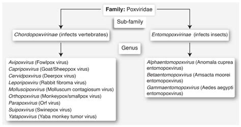 Classification of different types of poxviruses within the family ...