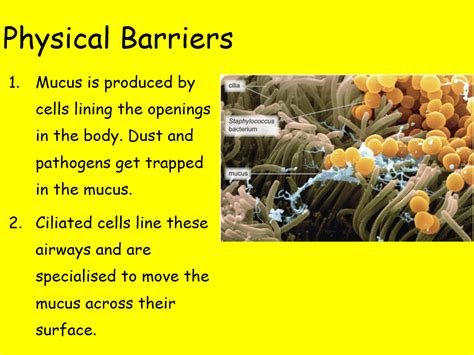 Edexcel CB5 SB5 Physical and Chemical Barriers Complete Lesson - GCSE ...