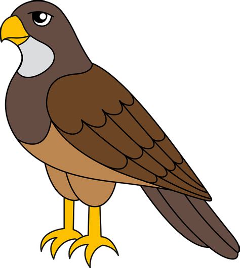 Hawk clipart. Free download transparent .PNG | Creazilla