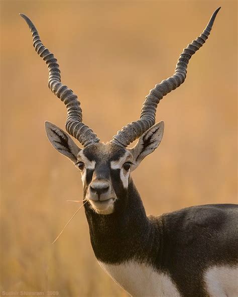 The blackbuck is an ungulate species of antelope native to the Indian Subcontinent that has been ...