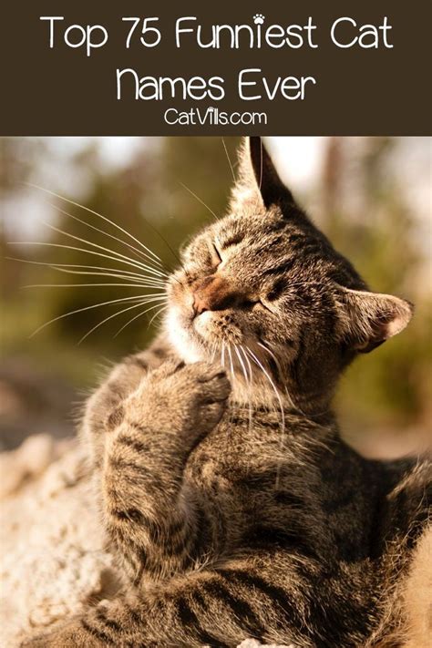 Top 75 Funniest Cat Names Ever | Funny cat names, Cat names, Kitten names