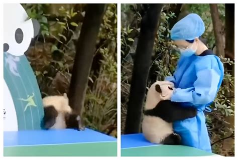 Cuteness Alert! Watch Baby Panda Needs Hug After a Fall, Internet Says ...