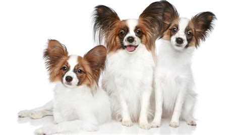 Papillon Weight Chart | Papillon Puppy Size & Growth Chart