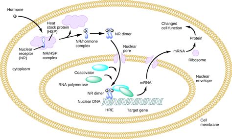 How Hormones Work | Biology for Majors II