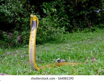 Philippine Cobra Photos, Images & Pictures | Shutterstock