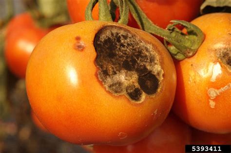 Alternaria Fruit or Pod Rot - Vegetables | University of Maryland Extension