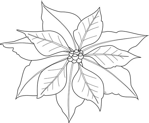 christmas poinsettia coloring pages | Poinsettia Freebie Poinsettia Flower, Christmas Poinsettia ...