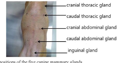 Figure 1 from Mammary gland tumours in the dog, a spontaneous tumour model of comparative value ...