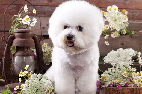 197+ Cute Bichon Frise Names with Meanings & AI Generator