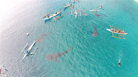 Whale-shark-watching-in-Oslob - Cebu Tour