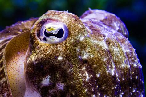 Cuttlefish Camouflage is More Complex Than Previously Thought | Sci.News