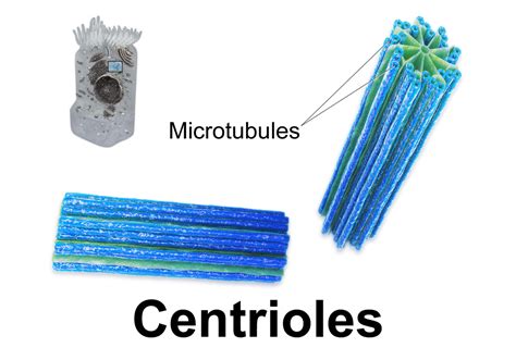 Centrioles — Structure & Function - Expii