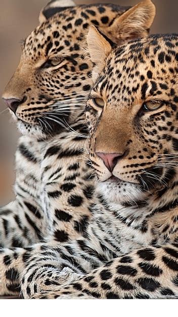 Premium Photo | Arabian leopard 28