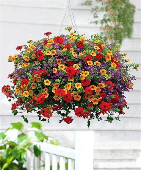 Best Plants For Hanging Baskets | Balcony Garden Web