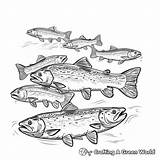Trout Coloring Pages  Free & Printable sketch template